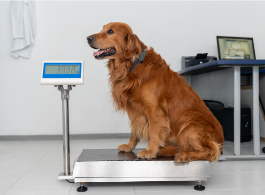 Veterinary Weighing Scale for Weighing Animals.