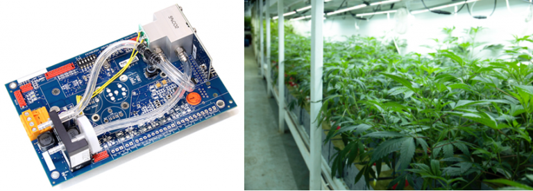 Sensors for Cannabis