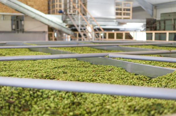 Hops drying in a Kiln | How to dry hops