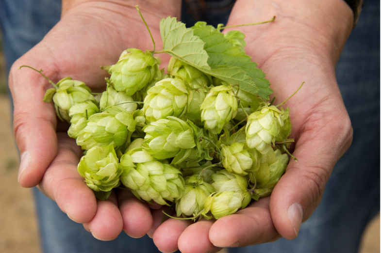 Harvesting hops | When to harvest hops