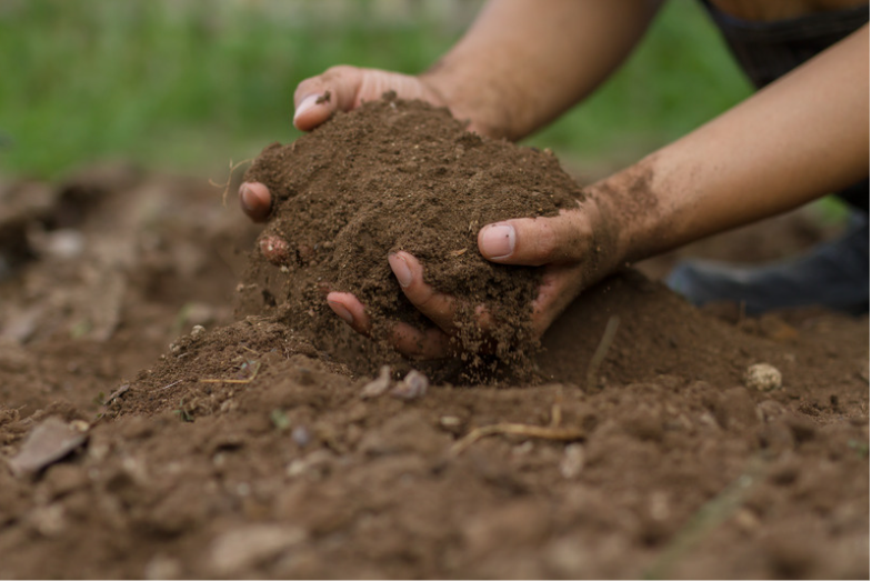 Using the gravimetric method to measure soil moisture